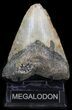 Bargain Megalodon Tooth - North Carolina #41162-1